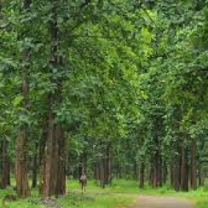 Teak plants