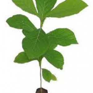 Teak plants