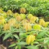 Mango plants - Image 2