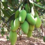 Mango plants