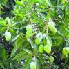 Mango plants - Image 4
