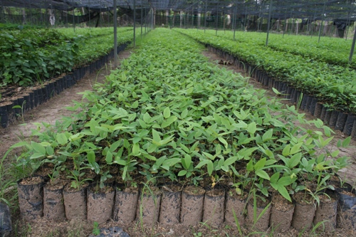 Sagwan Plantation in Andhra Pradesh