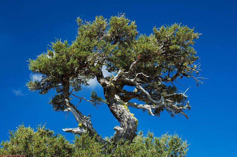 Mahogany Plant Sapling - Image 3