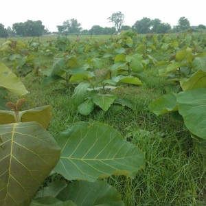 Hybrid sagwan plants dealers in Shirdi