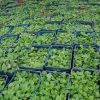 Teak plants dealers in Renukoot