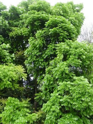 Mahogany Plant Sapling - Image 4