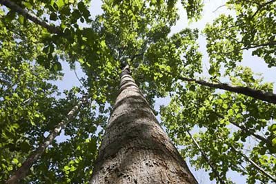 Teak plants dealers in Pathankot