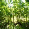 Tissue Cultured teak plant - Image 3