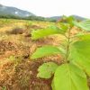 Teak plants dealers in Chapra