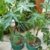 Papaya Plants - Image 4