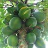Papaya Plants - Image 2
