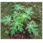 Papaya Plants