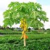 Papaya Plants - Image 3