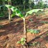 Tissue Cultured Banana Plant G9 - Image 2