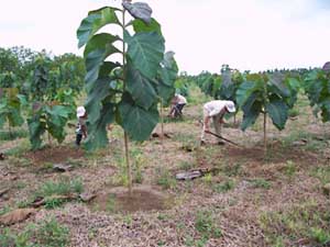 sagwan farming
