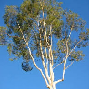 Eucalyptus plant in fatehpur