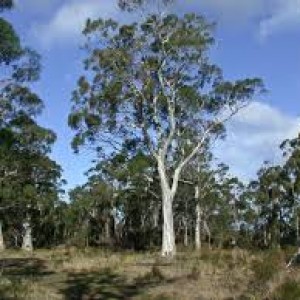 Eucalyptus plants