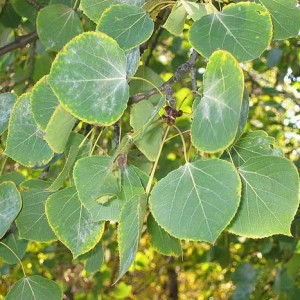 Poplar cultivation
