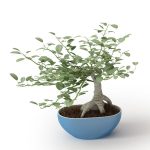 Advance booking of Plants Online