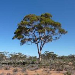 Eucalyptus plants