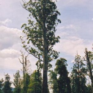 Eucalyptus plants