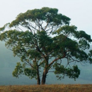 Eucalyptus plants