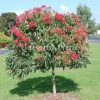 Advance booking of Plants Online - Image 21