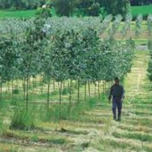 poplar cultivation