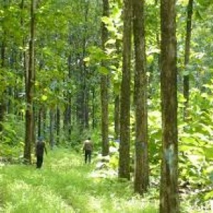 Teak plants