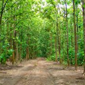 Teak plants