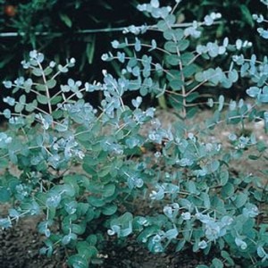 eucalyptus for sale in hardoi