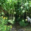 Mango plants - Image 3