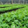 Teak plants dealers in Amroha