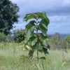 Teak plants dealers in Noida